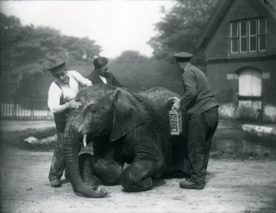 Verzorgers oliën de mannelijke Afrikaanse olifant 